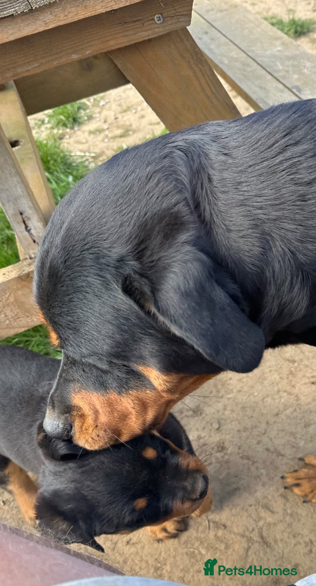 Rottweiler dogs Chunky Rottweiler boy  - Advert 13