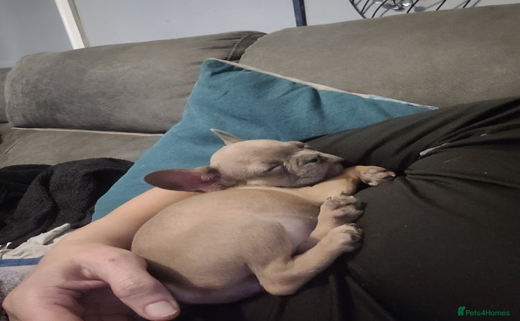 French Bulldog dogs - Advert 13