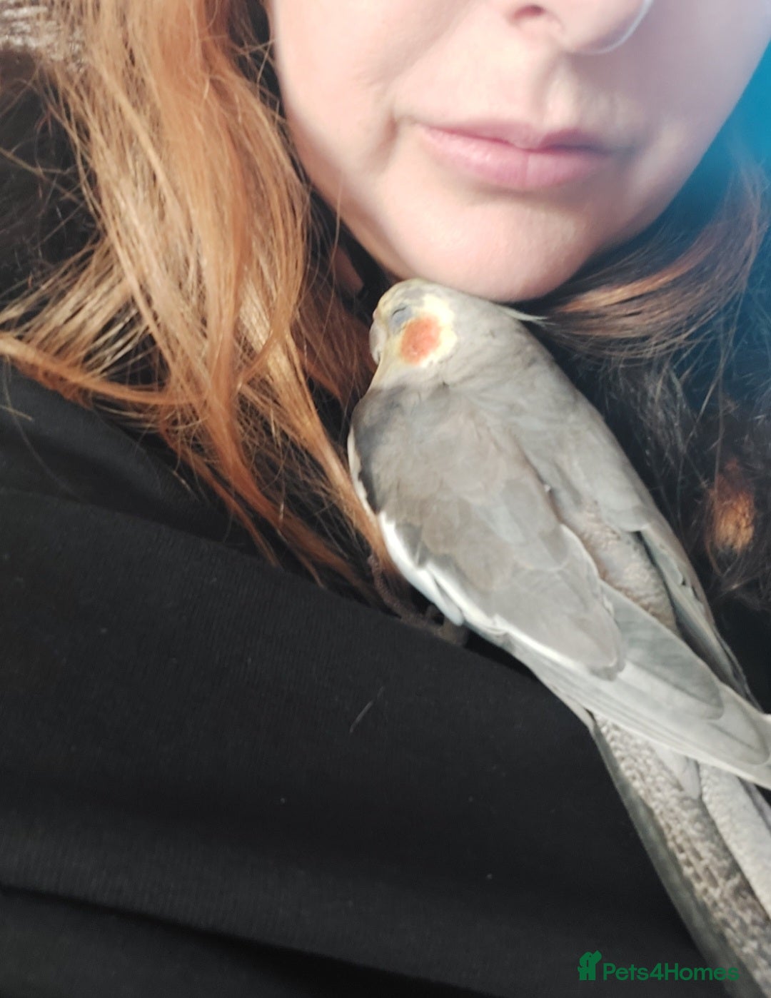 Cockatiels birds for sale: Tame Cockatiel with full set up. Beautiful boy ❤️ - Advert 1