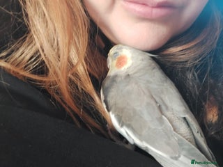 Cockatiels birds Tame Cockatiel with full set up. Beautiful boy ❤️ - Advert 1