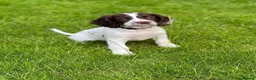 English Springer Spaniel dogs for sale: KC Reg Litter - Liver & White x Black & White - Advert 9