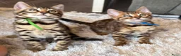 Bengal cats for sale: ✨ Beautiful Bengal Kittens✨ - Advert 14