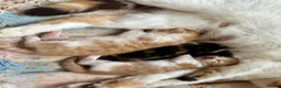 Mixed Breed cats for sale: Long furred Ginger white Calico Tortoise Kittens - Advert 3