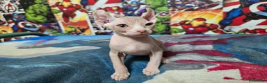Sphynx 1