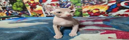Sphynx cats for sale: Sphynx kittens  - Advert 5