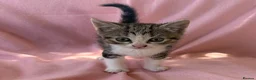 Mixed Breed cats for sale: Beautiful kittens  - Advert 8