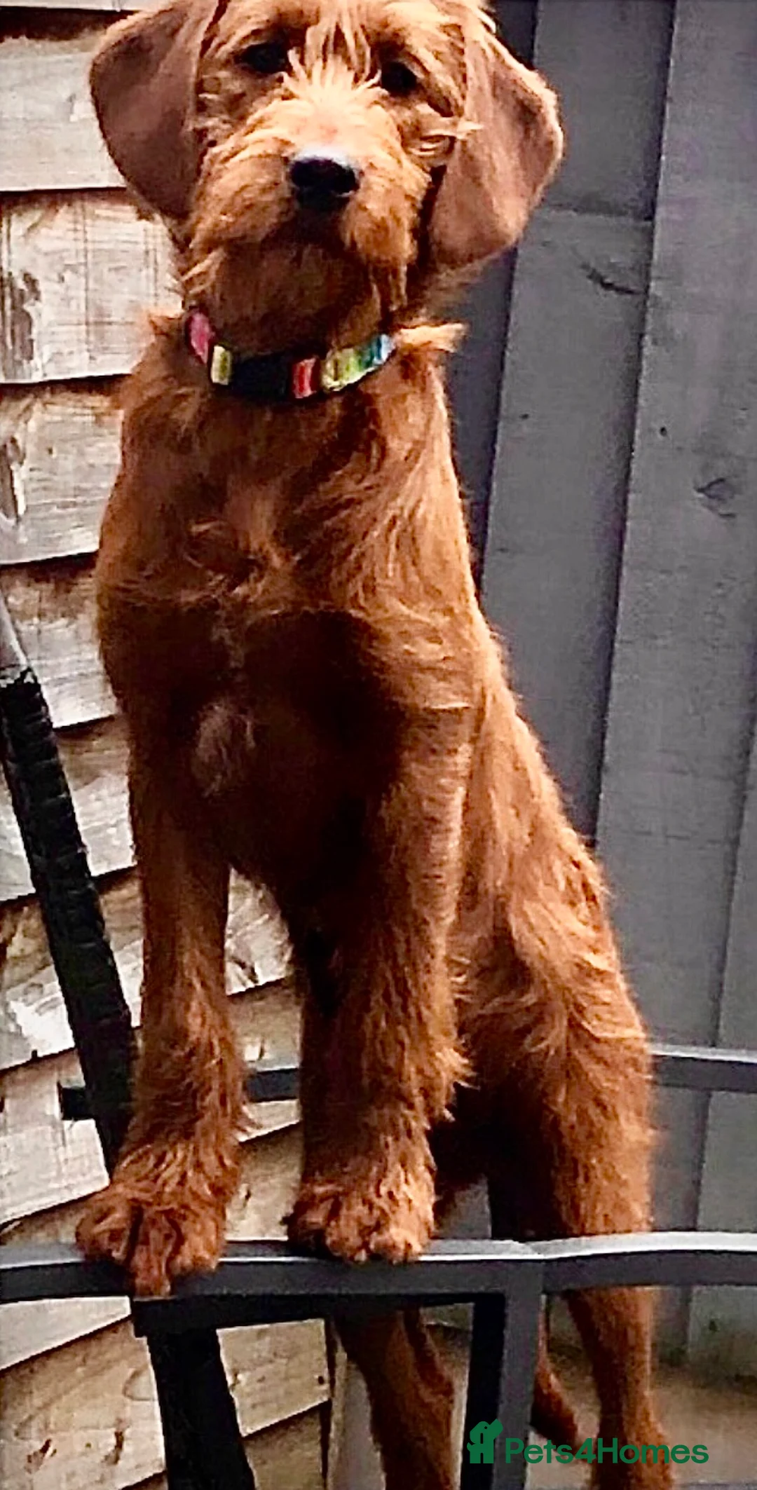 Labradoodle dogs for sale: keiras red fox miniature labradoodles  - Advert 38