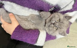 British Shorthair cats for sale: Chunky British Shorthair Blue Kittens 🐱💙 - Image 11