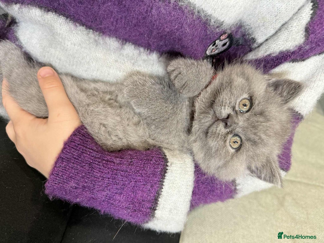 British Shorthair cats for sale: Chunky British Shorthair Blue Kittens 🐱💙 - Image 11