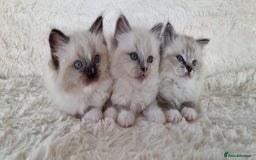 Ragdoll cats for sale: 💞BEAUTIFUL FULL PEDIGREE TICA RAGDOLL KITTENS 💞 - Image 7