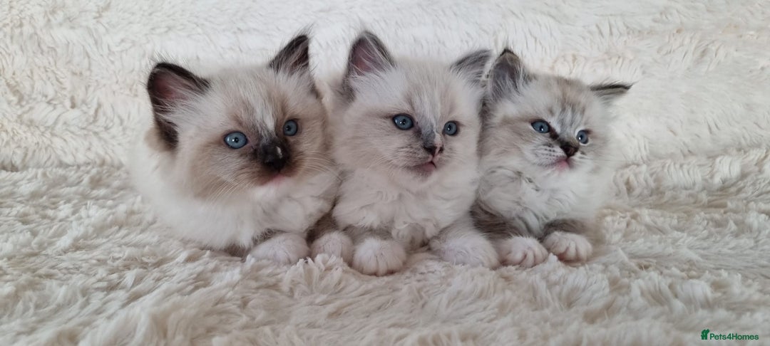 Ragdoll cats for sale: 💞BEAUTIFUL FULL PEDIGREE TICA RAGDOLL KITTENS 💞 - Image 7