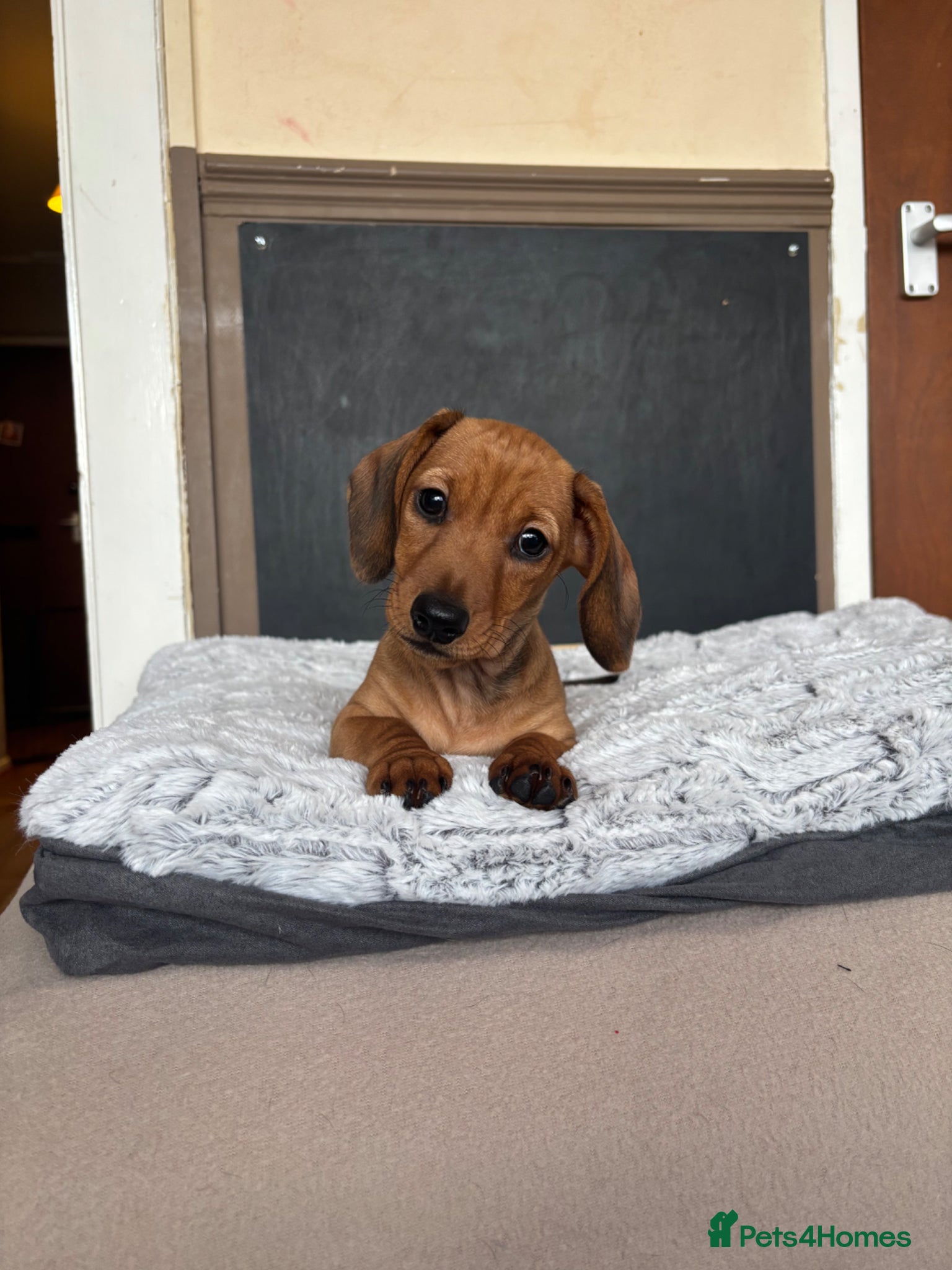 Miniature Dachshund dogs KC Miniature dachshund puppies-ready to leave now - Advert 3