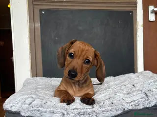 Miniature Dachshund dogs KC Miniature dachshund puppies-ready to leave now - Advert 3