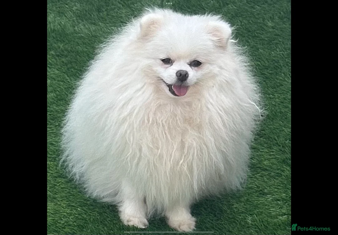 Pomeranian dogs for sale: Russian coated bear face Pomeranian - Advert 2