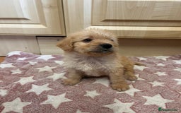 Labradoodle dogs for sale: Gorgeous labradoodle puppies  - Image 16