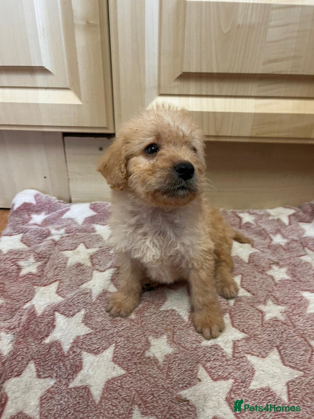 Labradoodle dogs for sale: Gorgeous labradoodle puppies  - Image 16