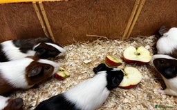 Guinea Pig rodents for sale: Bonded boars/boys - Image 12