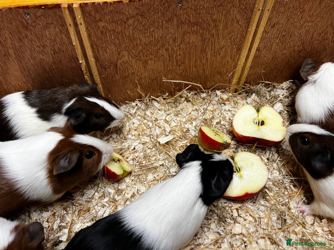 Guinea Pig rodents for sale: Bonded boars/boys - Image 12