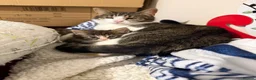 Mixed Breed cats for sale: 2 kittens  - Advert 1