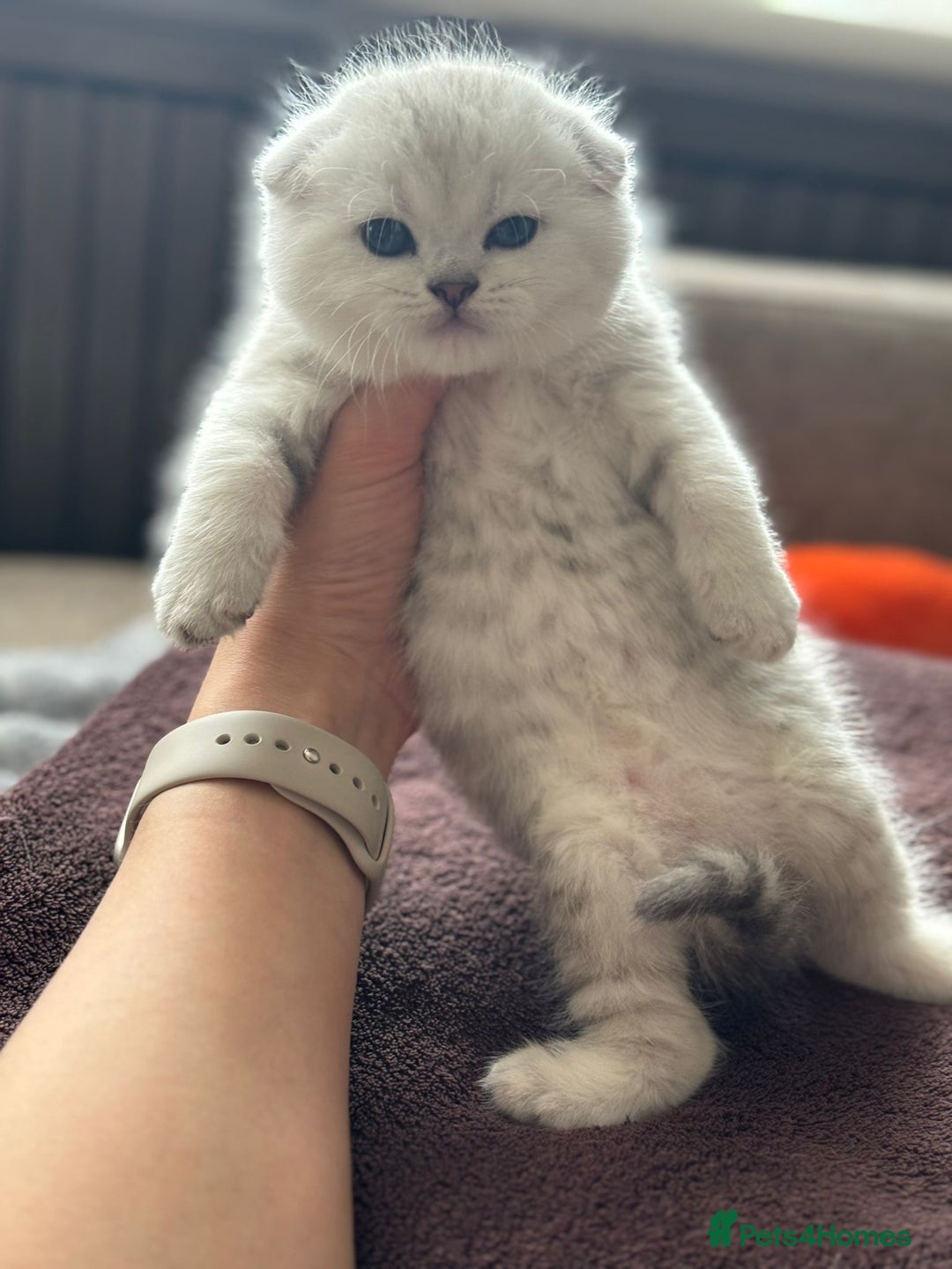 Scottish Fold cats for stud: Prada Stud ready for duties  - Advert 4