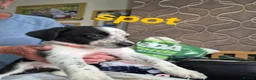 Border Collie dogs for sale: 2 female collies looking for their forever home - Advert 3