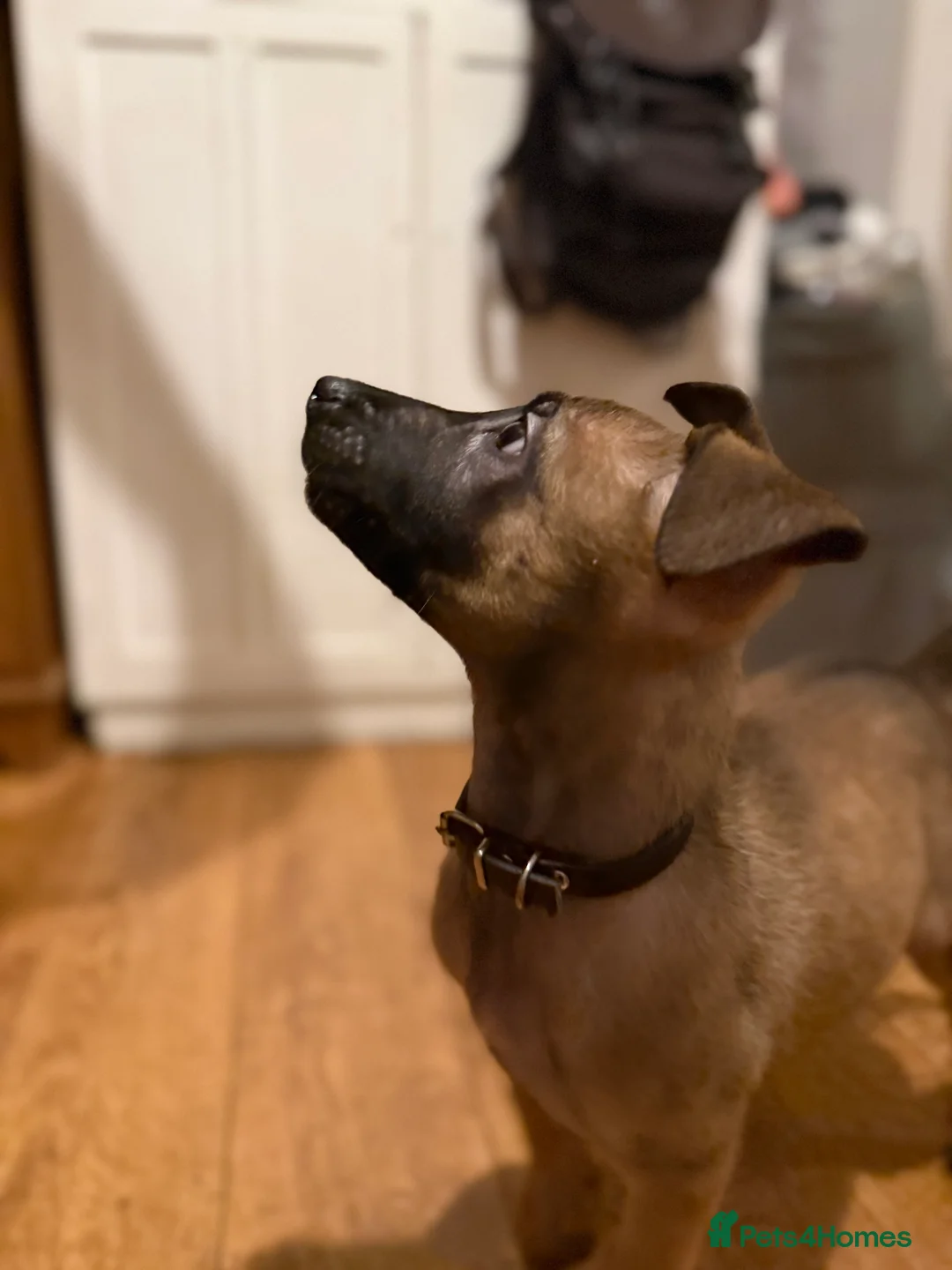 Belgian Shepherd Dog dogs for sale: TOP QUALITY Belgian Malinois Puppies - Advert 8