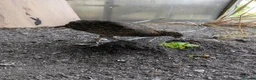 Mixed Breed birds for sale: Temminck's Tragopans Males and Females pheasant - Advert 7