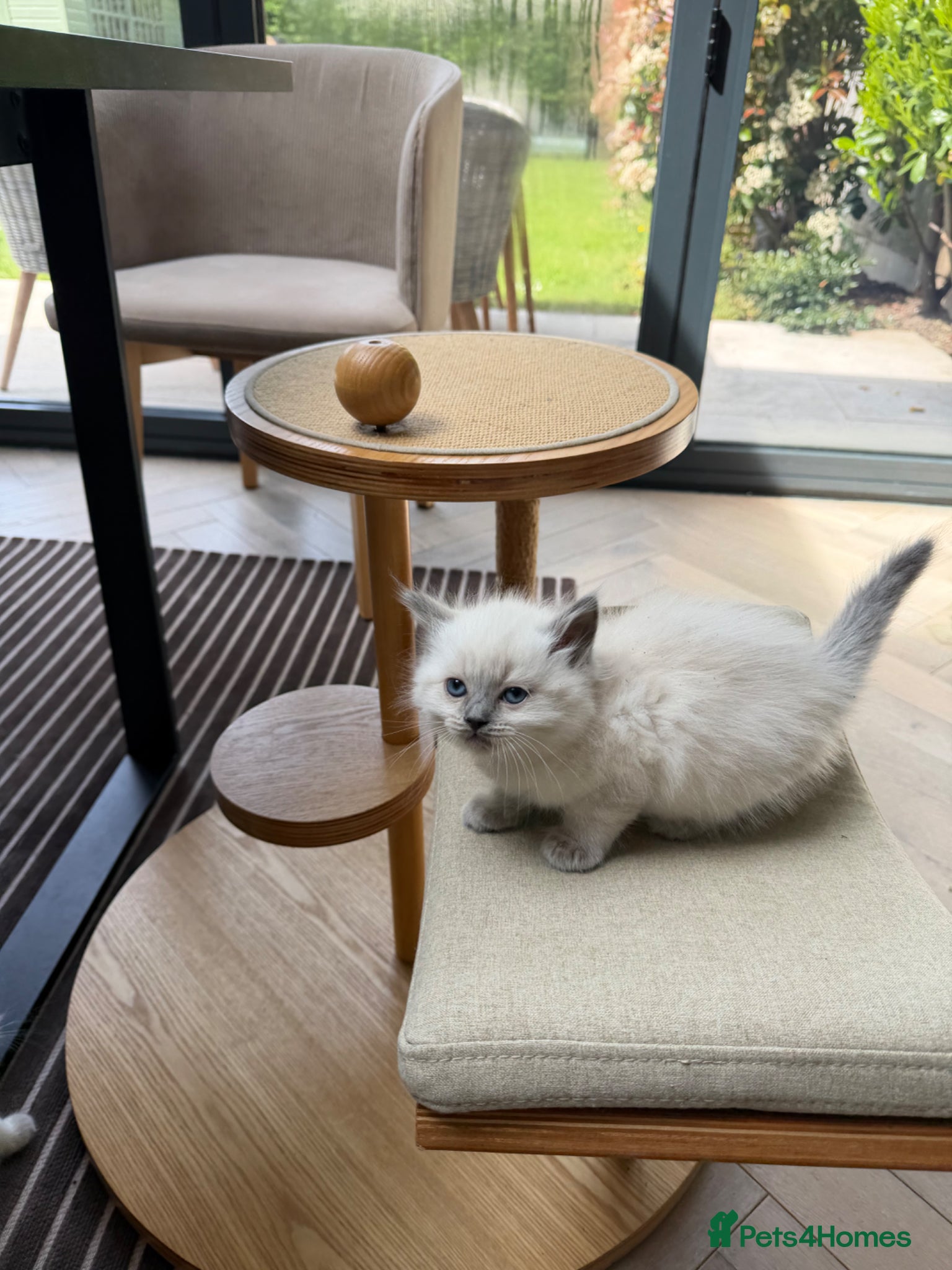 Ragdoll cats 💙💗PURE Ragdoll kittens 💗💙 - Advert 6
