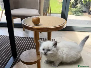 Ragdoll cats 💙💗PURE Ragdoll kittens 💗💙 - Advert 6