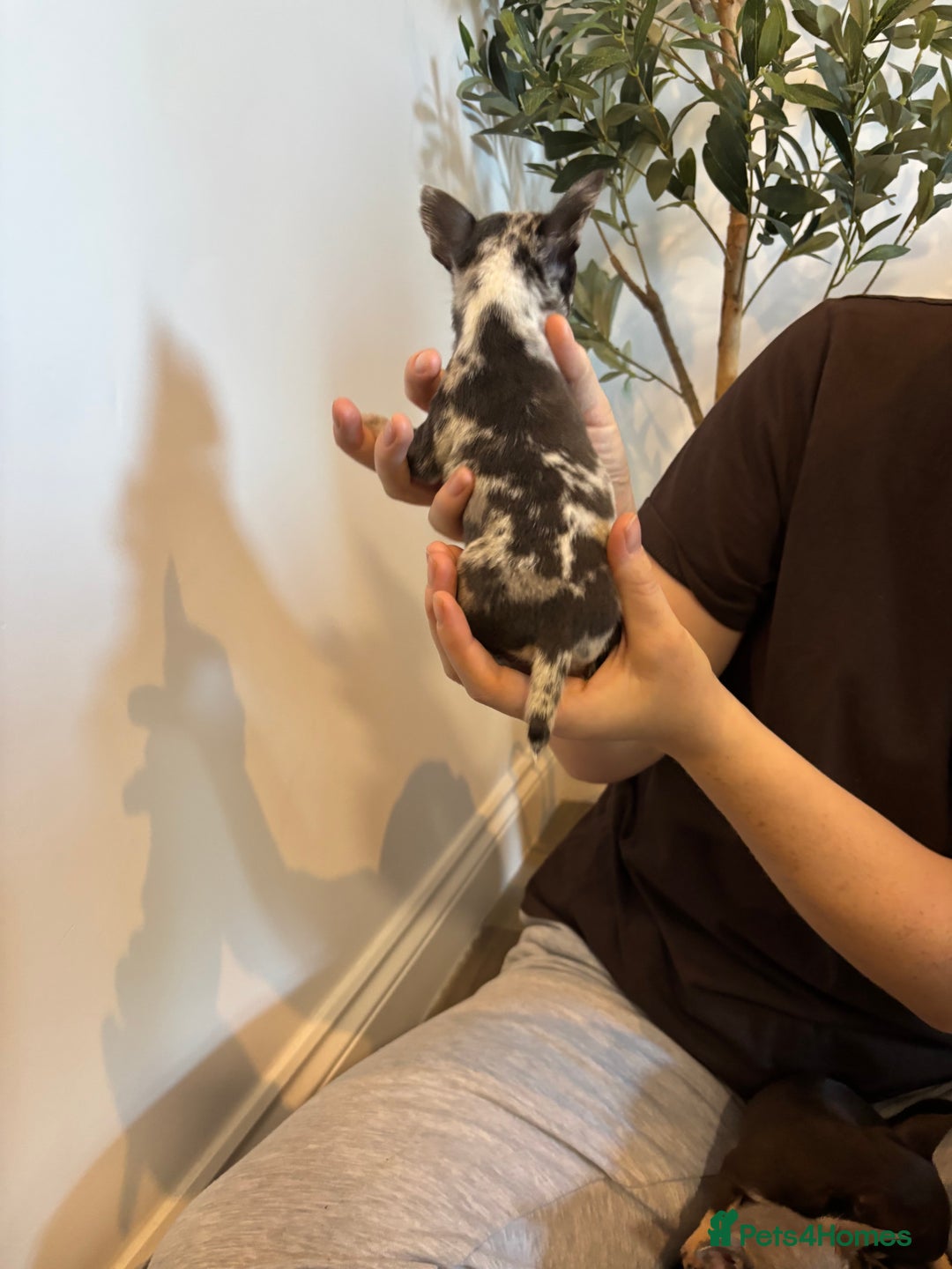 Chihuahua dogs for sale: 3 female and 1 male chihuahua puppies.  - Image 7