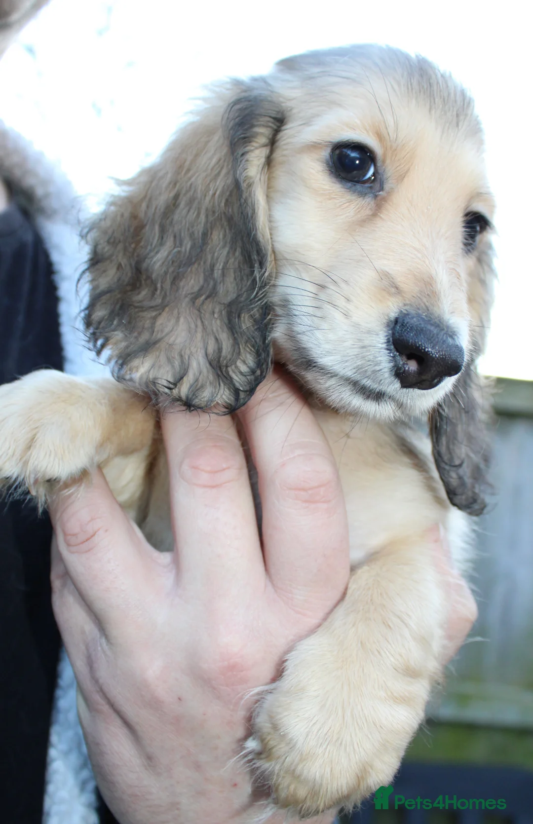 Miniature Dachshund dogs for sale: Cream  Long Hair  - Advert 17
