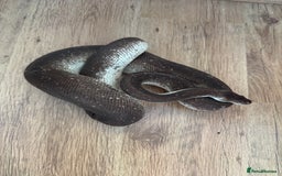 Python Snake reptiles for sale: Royal Pythons Various Prices  - Image 4
