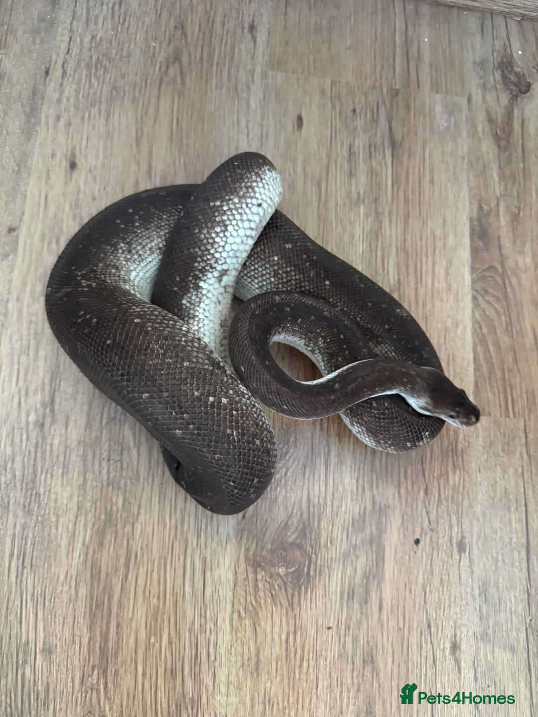 Python Snake reptiles for sale: Royal Pythons Various Prices  - Image 4