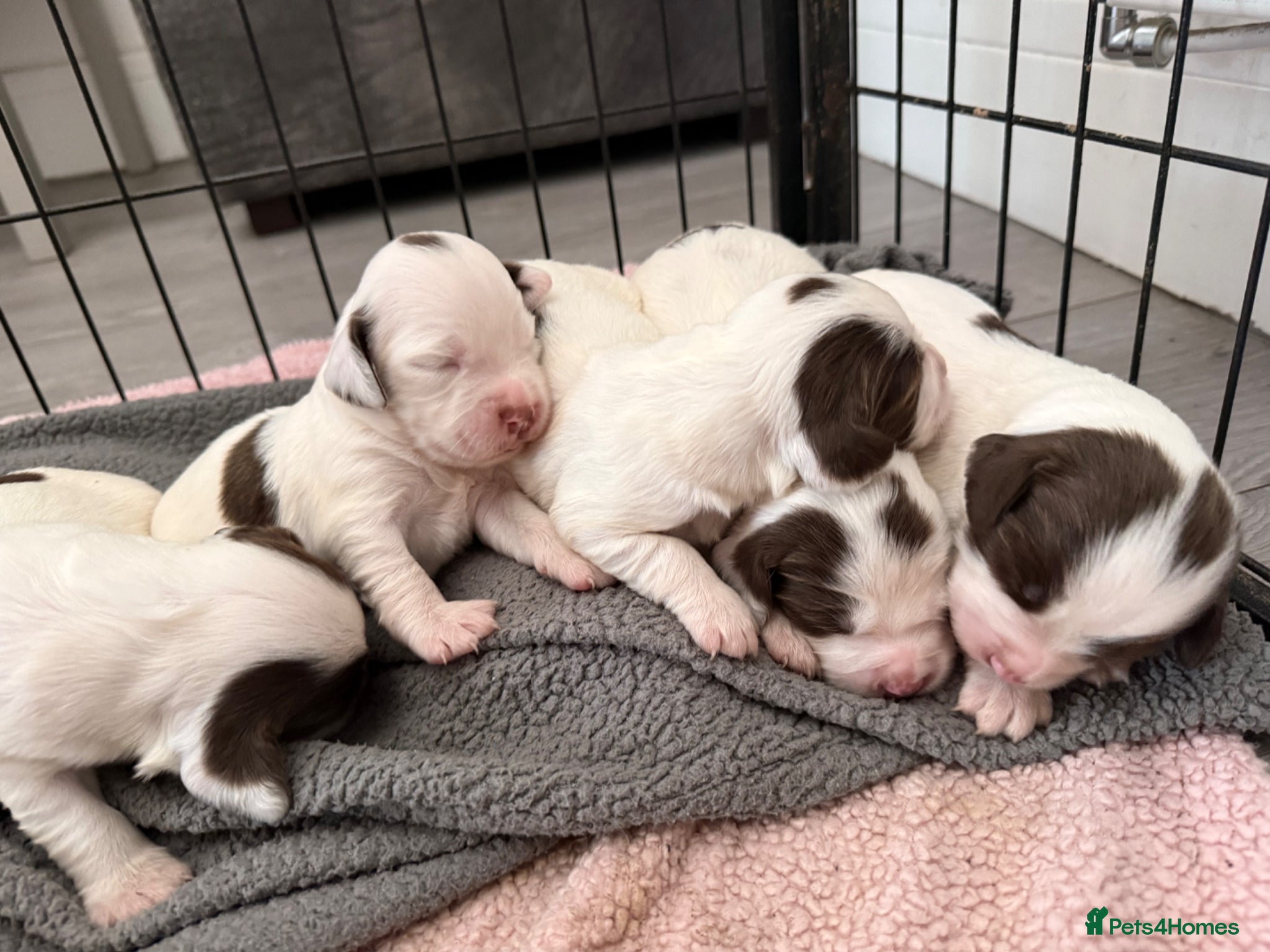 English Springer Spaniel dogs for sale: Kc registered English springer spaniel puppies  in Ryton - Advert 3