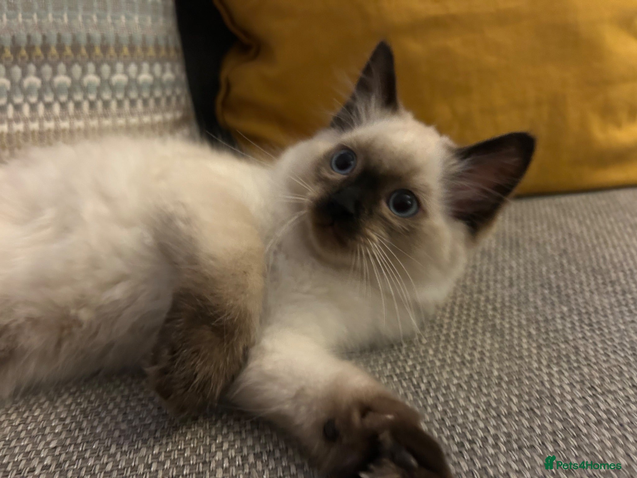 Ragdoll cats 🐾1 Boy left available🐾 - Advert 1