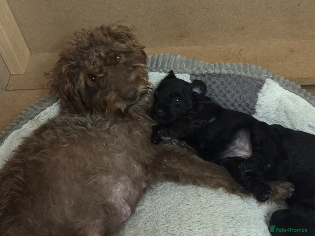 Patterdale Terrier dogs for sale: 3 Rough Coat Patterdale Terrier Puppies - Advert 2