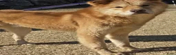 Korean Jindo dogs for adoption: Pumpkin 2 year  Jindo Korean  meat trade Survivor - Advert 2
