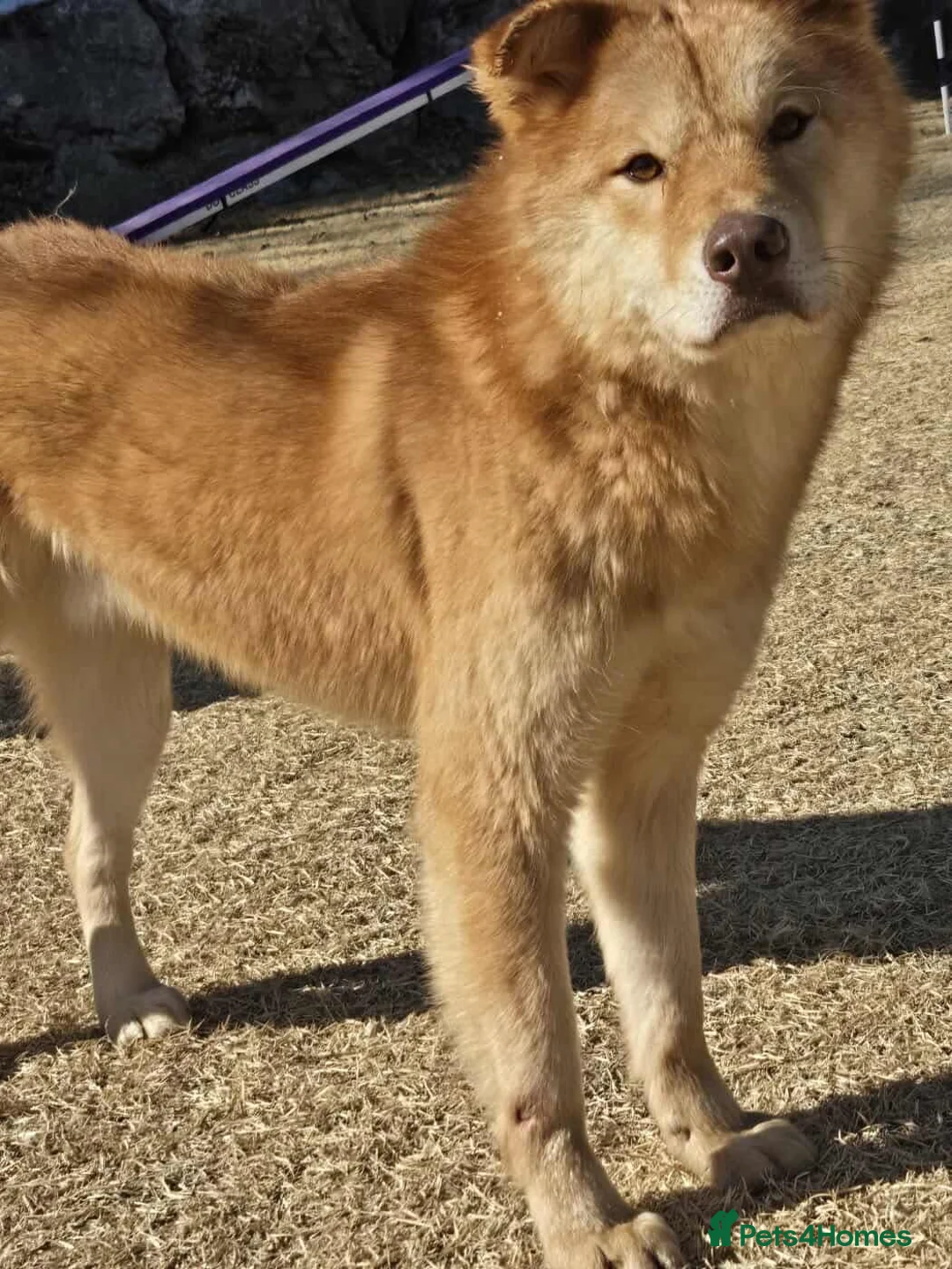 Korean Jindo dogs for adoption: Pumpkin 2 year  Jindo Korean  meat trade Survivor - Advert 2