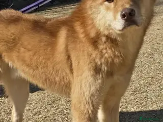 Korean Jindo dogs for adoption: Pumpkin 2 year Jindo Korean meat trade Survivor - Advert 1