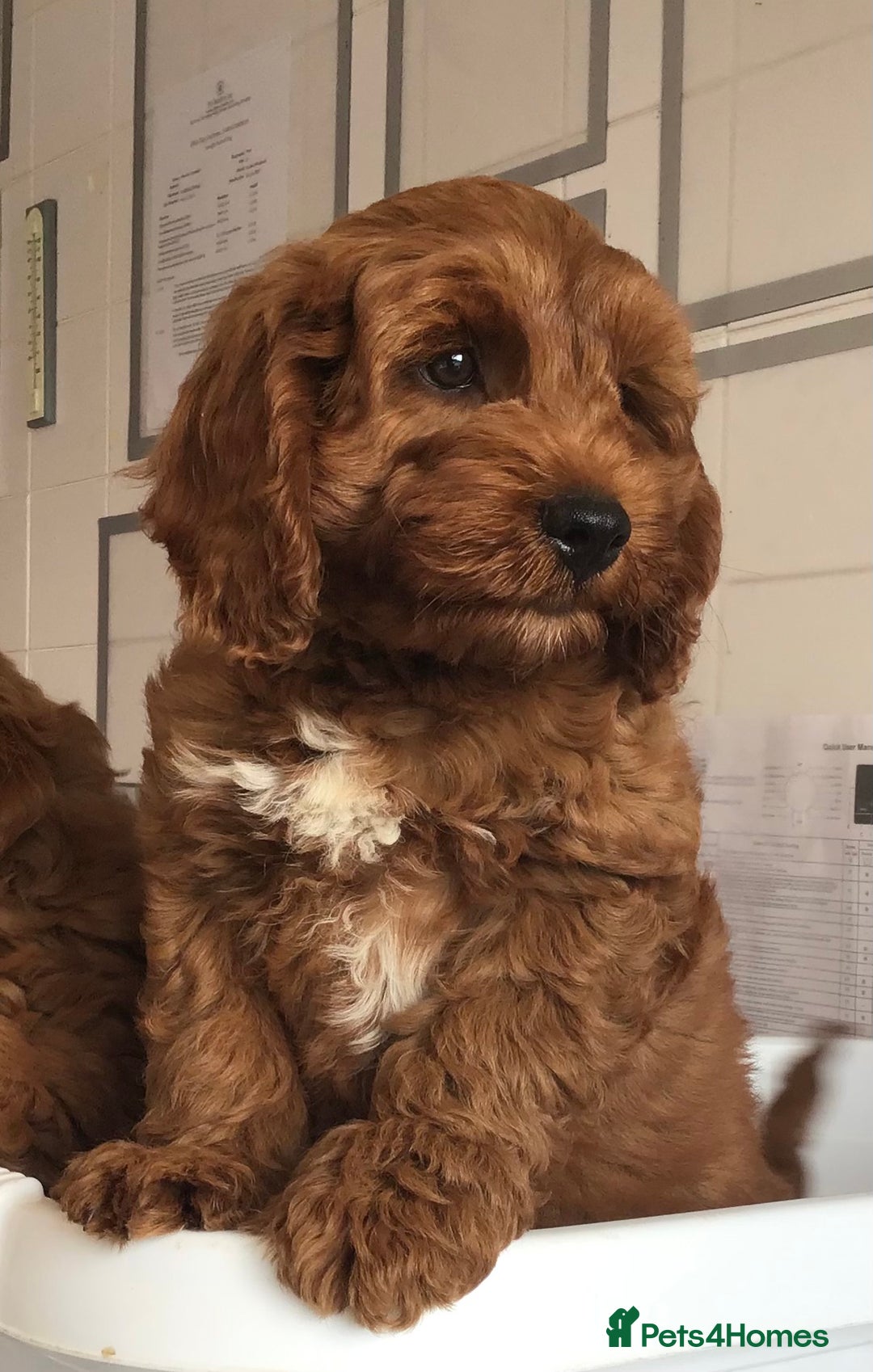 Miniature Poodle dogs for stud: STUNNING KC MINI HEALTH TESTED POODLE STUD - Advert 10