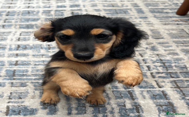 Miniature Dachshund dogs - Advert 11