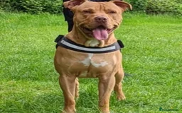 Mixed Breed dogs for sale: Loving Dog Looking for a Forever Home! - Advert 5