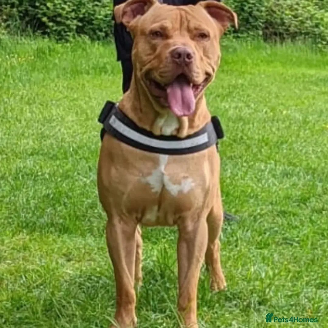 Mixed Breed dogs for sale: Loving Dog Looking for a Forever Home! - Advert 5