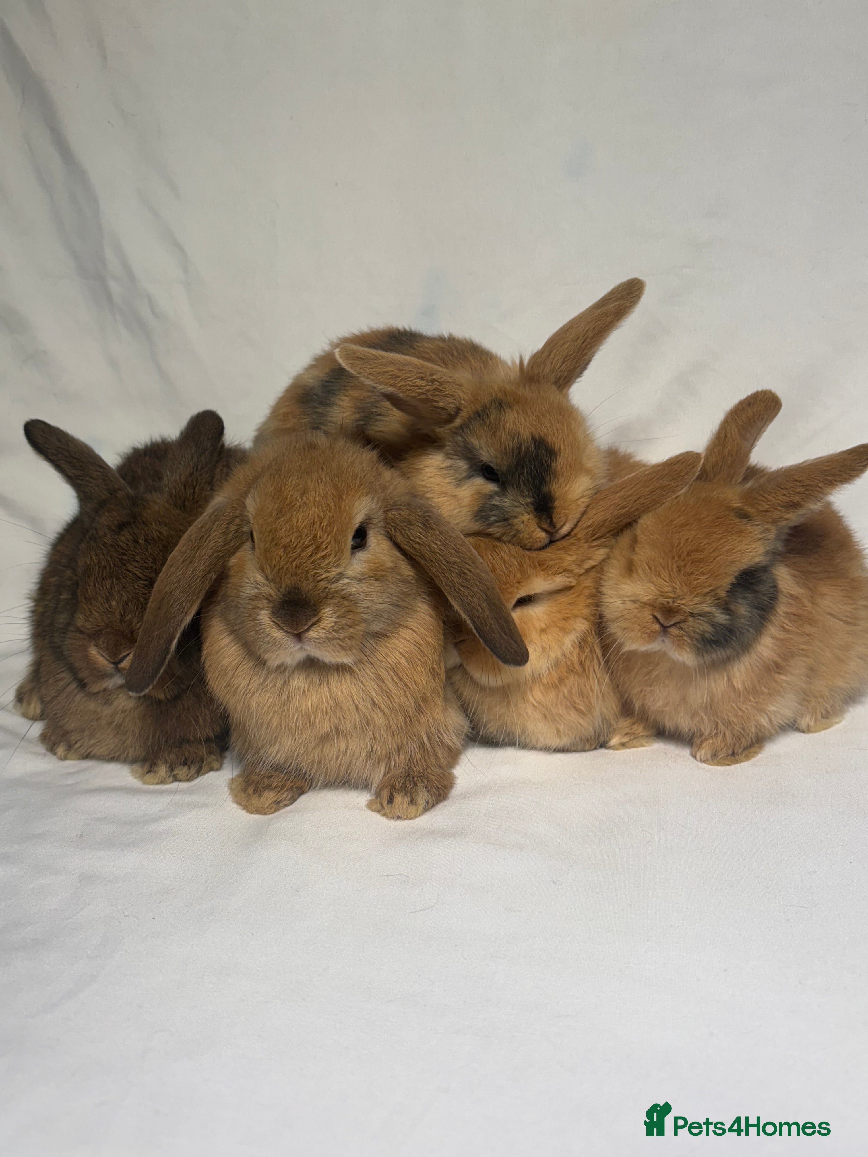 Mixed Breed rabbits 5 female holland lop cross ginger/brown bunnies - Advert 14