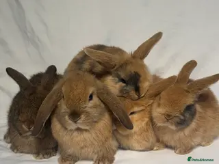 Mixed Breed rabbits 5 female holland lop cross ginger/brown bunnies - Advert 14