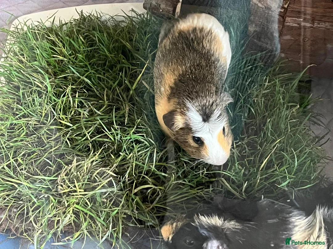 Guinea Pig rodents for sale: Bonded Pair of Boars (Brothers) in Peterborough - Advert 2