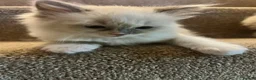 Ragdoll cats for sale: Two girls and one Boy ragdoll kittens ready to go in Swansea - Advert 18