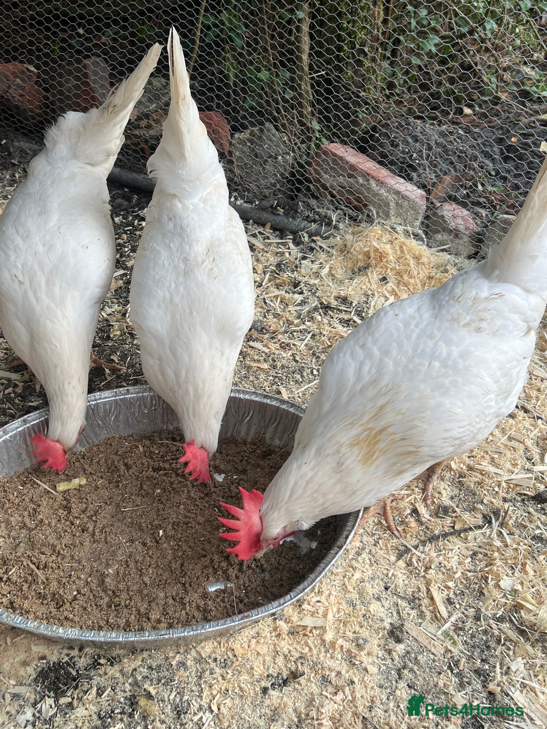 Chickens poultry for sale: White leghorns and Chicks - Advert 16