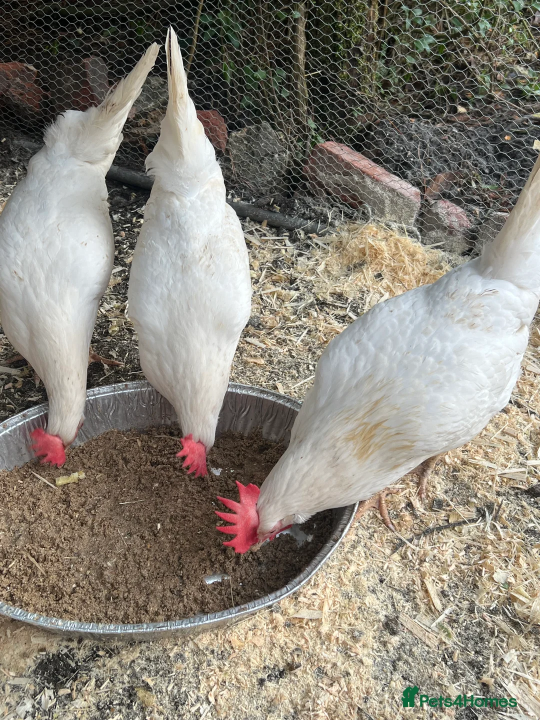 Chickens poultry for sale: White leghorns and Chicks - Advert 16