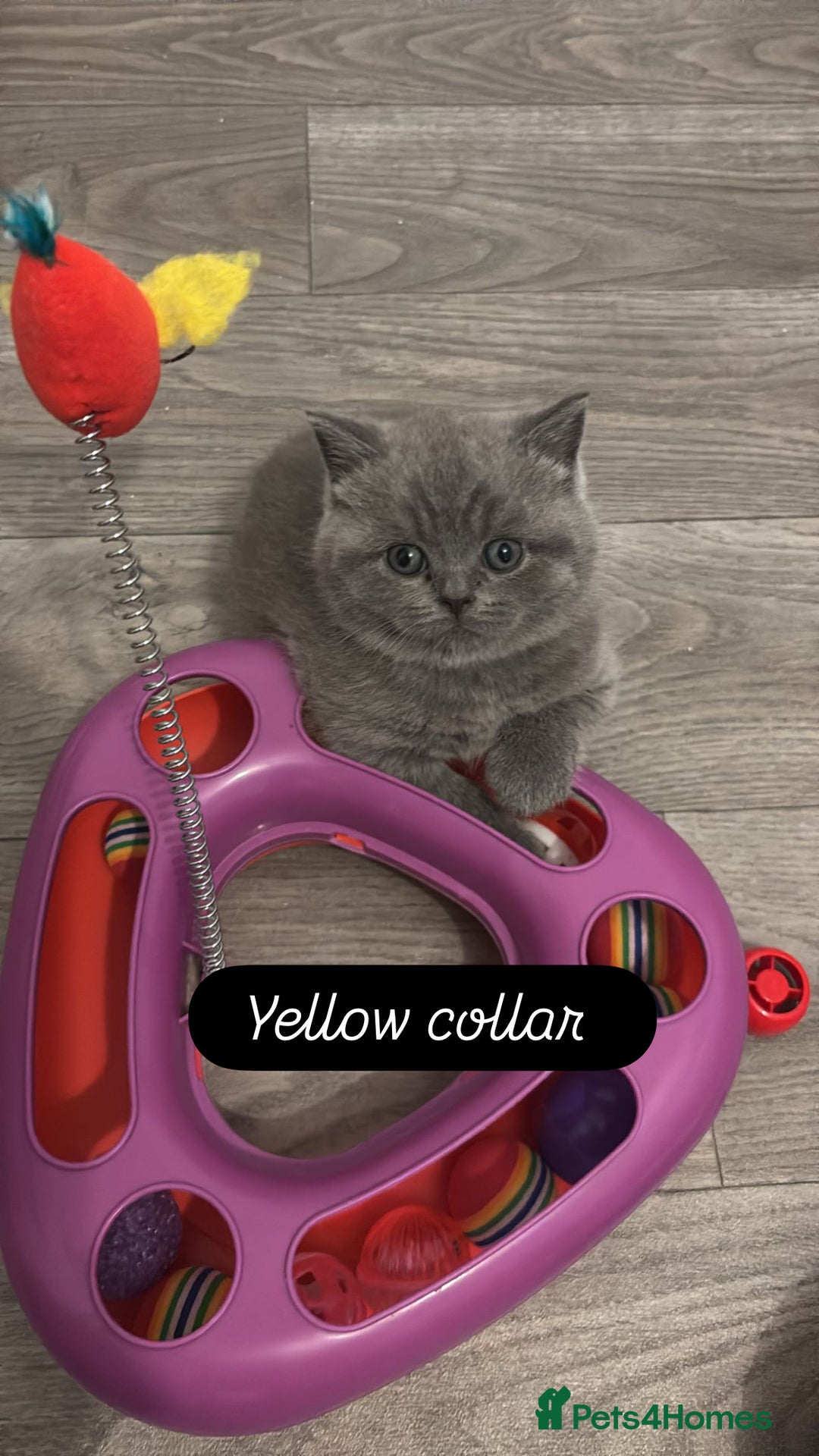 British Shorthair cats for sale: 🧸✨6 Chunky British Shorthair Kittens For Sale✨🧸 - Advert 21